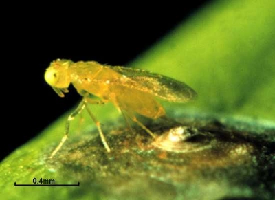 Aphytis melinus red scale parasite